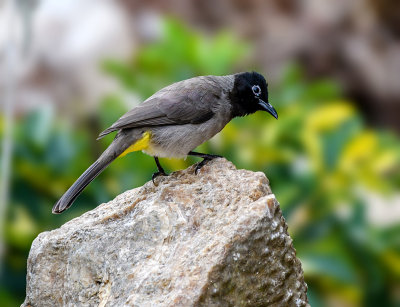 The Spectacled Bulbul