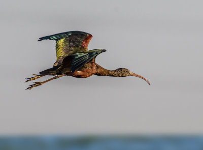 Glossy Ibis