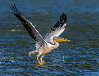 Catching the Wind