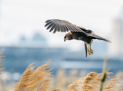 Marsh Harrier