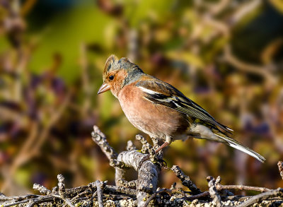 Chaffinch (male)