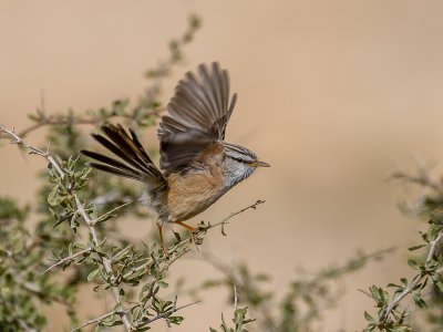 Scrub Warbler (Eilat mts.)