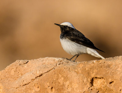 Hooded Wheatear