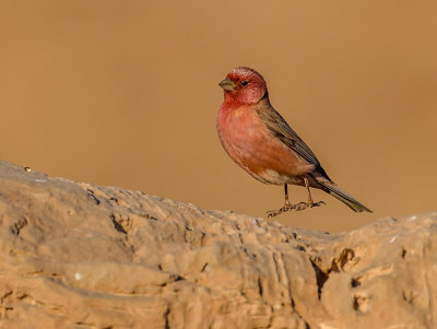 The Skipping Rosefinch