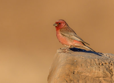 The Observant Rosefinch