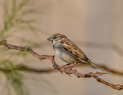 Sparrow in the Desert