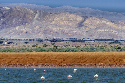 Salt Ponds - Eilat
