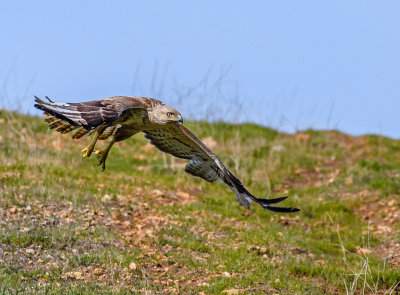 Long Legged Buzzard