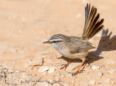 Scrub Warbler 