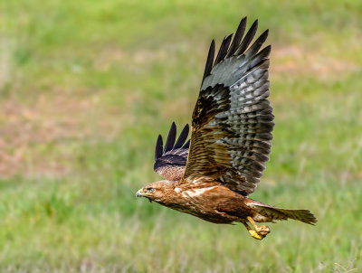 (not so) Common Buzzard