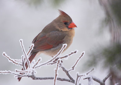 ice storm cardinal