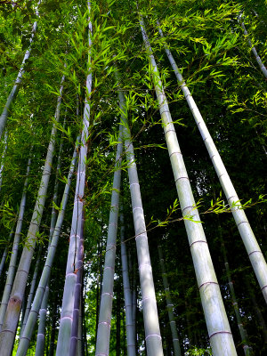 051 Bamboo Grove