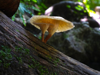 Siete Altares