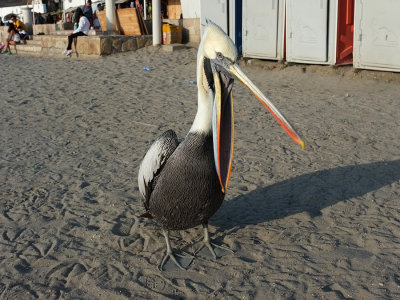 Paracas - Pelicano