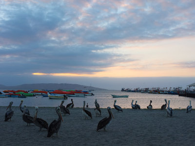 Paracas - Pelicanos