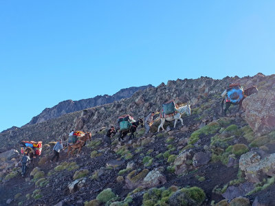 Trek - Mules and muleteers 2