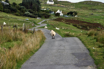 The Sheep Road
