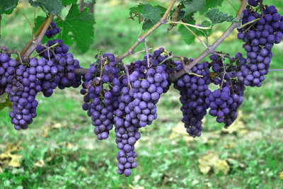Merlot