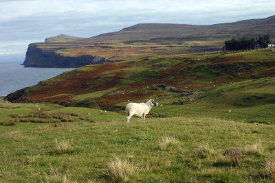 Posing Sheep
