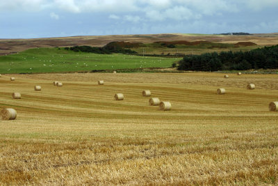 Rolled Bales