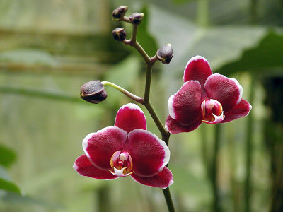 Deep Red Orchid