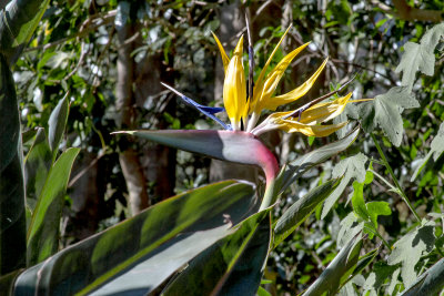 Bird of Paradise 