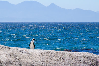 One African Penguin 