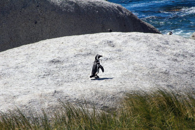 Penguin on the Rocks