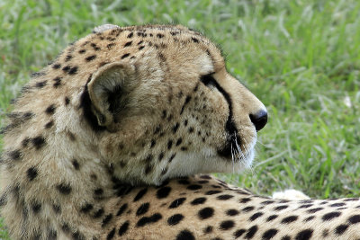 Cheetah Profile