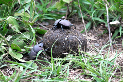 Dung Beetle