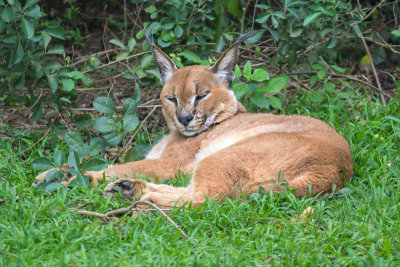 The Caracal