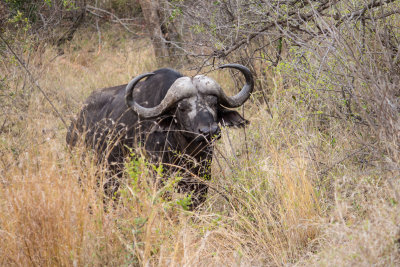 Cape Buffalo