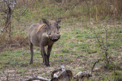 Wart Hog