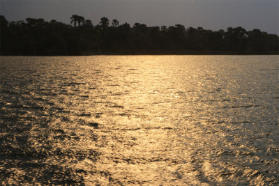 Golden Zambezi