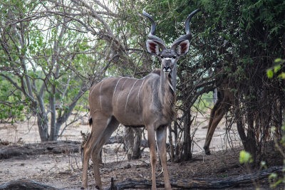 Statuesque Kudu