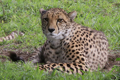 Alert Cheetah