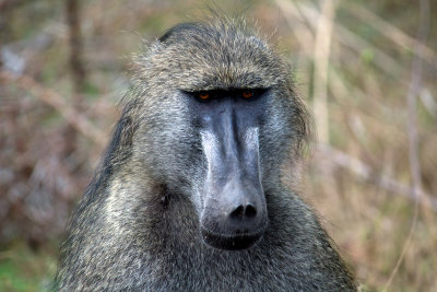 Pensive Baboon 