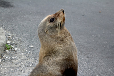 Posing Seal in Kaikoura 