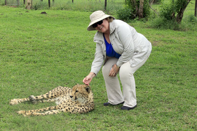 Petting Cheetah 