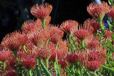 A Herd of Protea 