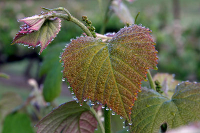 Grape Leaf with Morning Dew