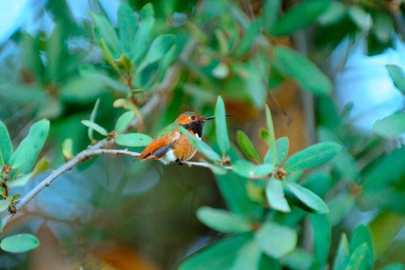 Hummingbird