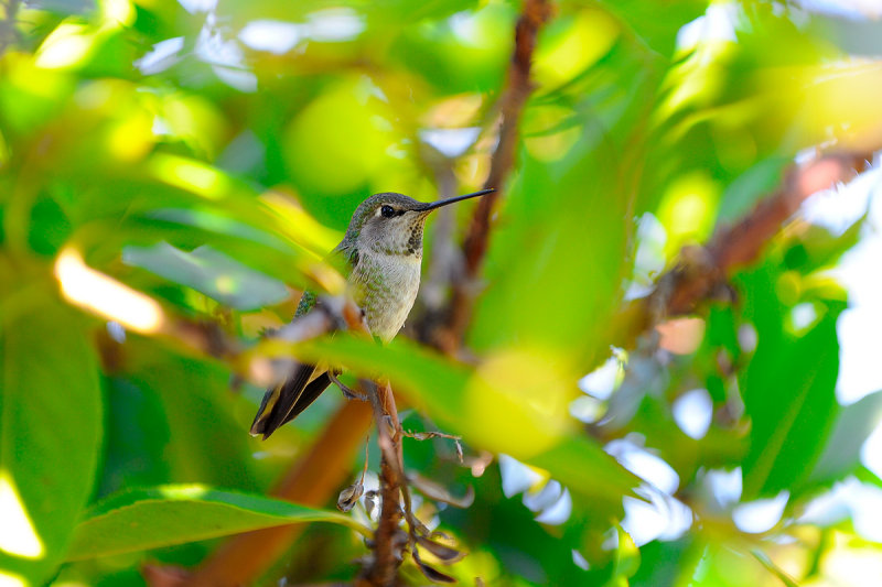 Humming Bird 2