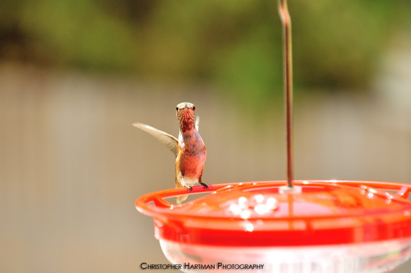 Humming Bird