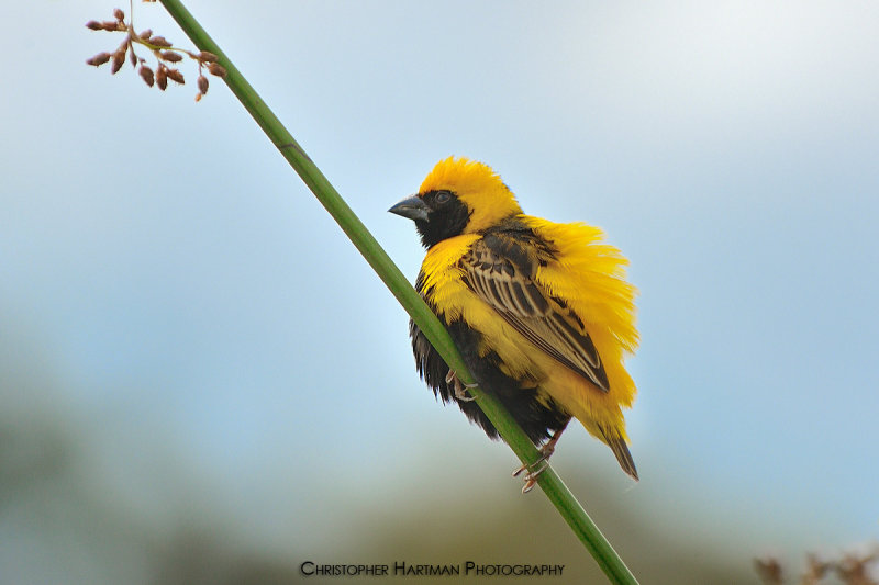Yellow Crowned Bishop
