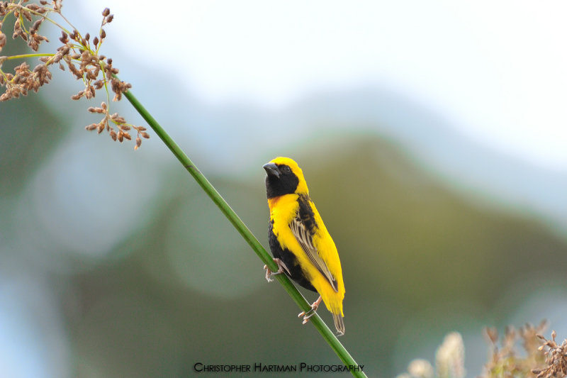 Yellow Crowned Bishop