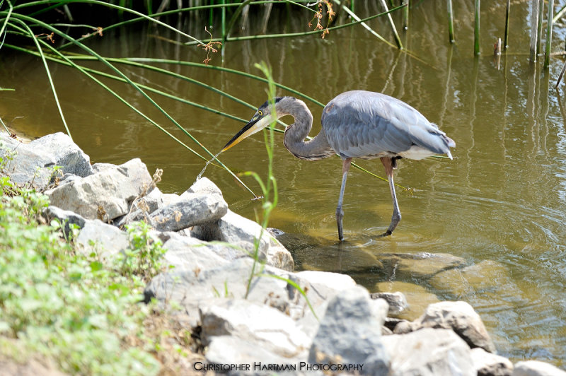 Great Blue Heron