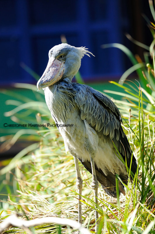 Shoebill