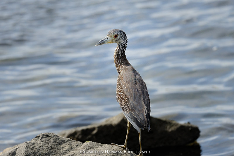 Yellow Crowned Night Heron (Juvenile)