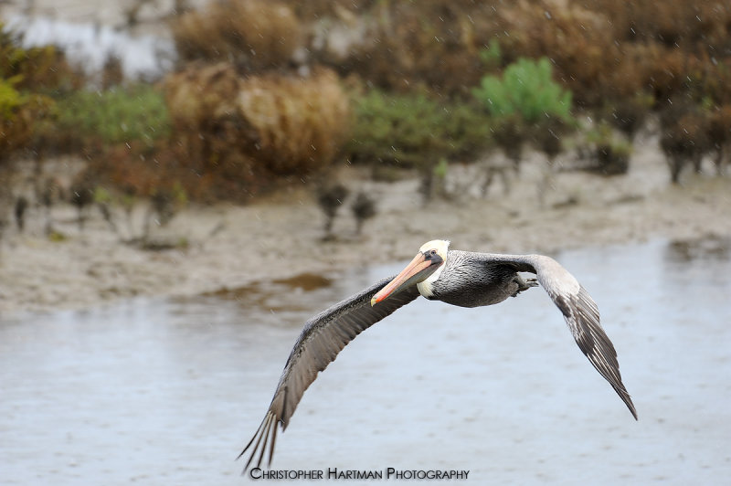 Pelican